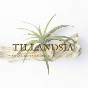 Bungalow Tillandsia